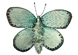Butterfly Chris Bonnett