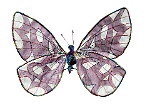 Butterfly Rita