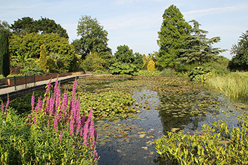 Hyde Hall Pond in July
